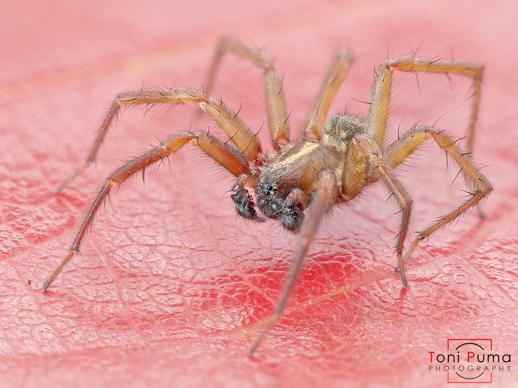 Maschio di Lycosoides coarctata